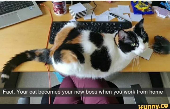Fact: Your cat becomes your new boss when you work from home
I A= 'ap CT