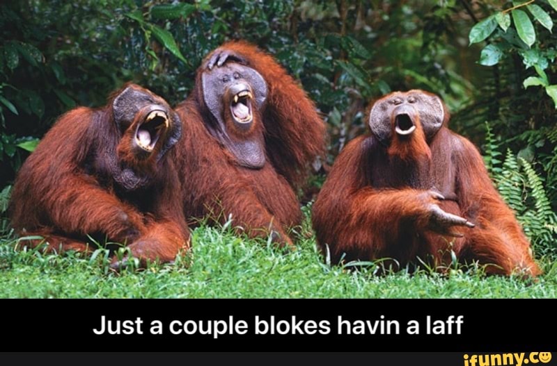 Just a couple blokes havin a laff - Just a couple blokes havin a laff