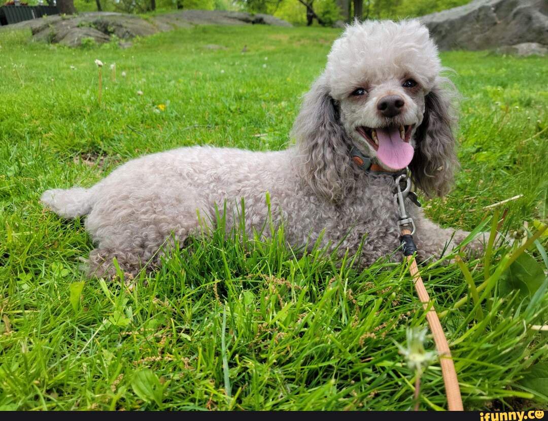poodle, park