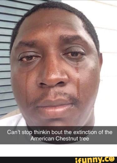 Can't stop thinkin bout the extinction of the
American Chestnut tree