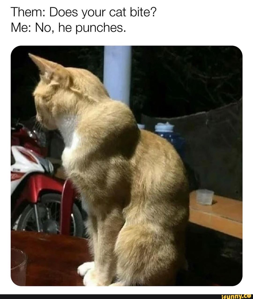 Them: Does your cat bite?
Me: No, he punches.