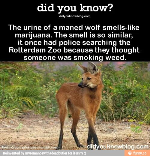 Did you know? .smyummhwu... The urine of a maned wolf smellslike