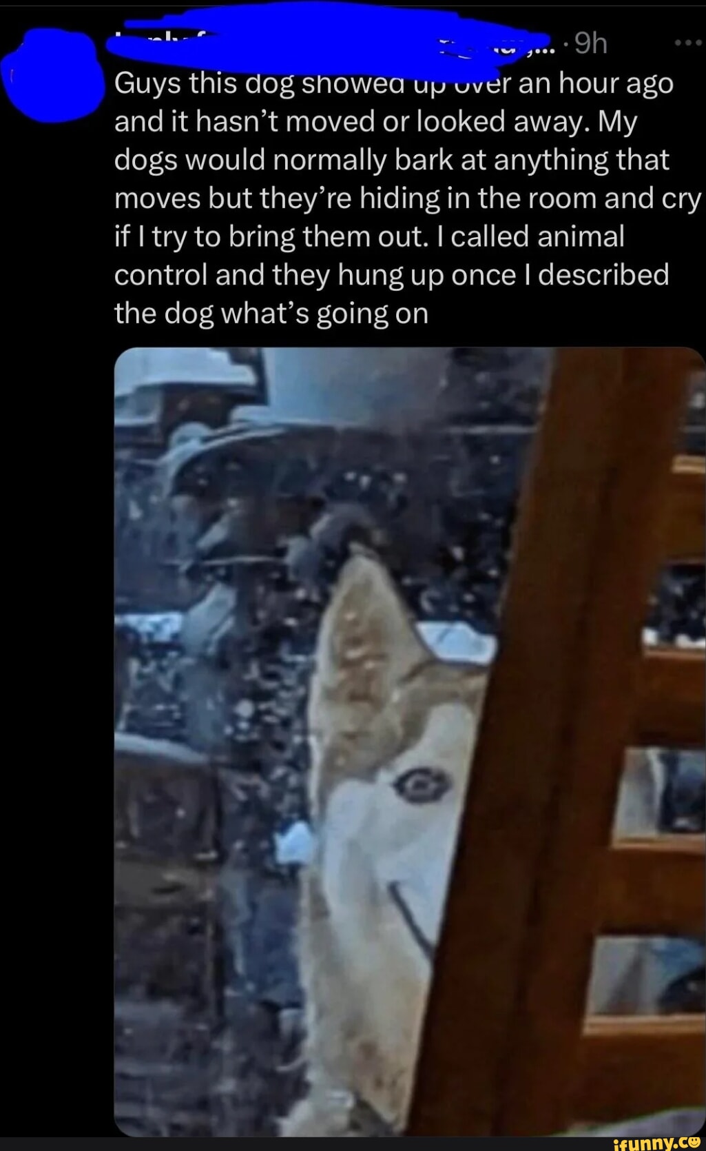 Guys this dog show up vver an hour ago and it hasn't moved or looked