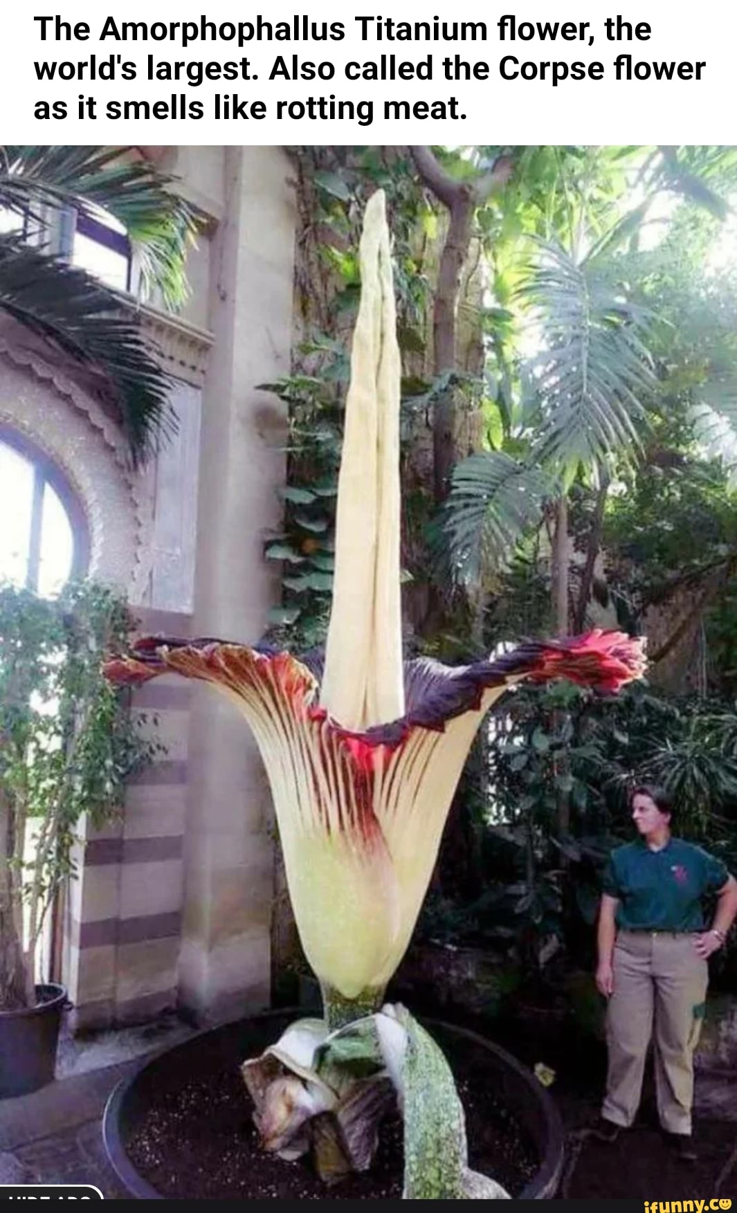 The Amorphophallus Titanium flower, the world's largest. Also called