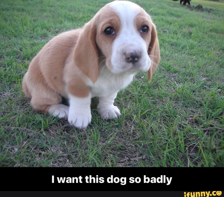 Ушастый бассет-хаунд. Как называются собаки с висячими ушами. Как называются собаки с висячими ушами. Бладхаунд и бассет хаунд. Гончая артуа бассет.