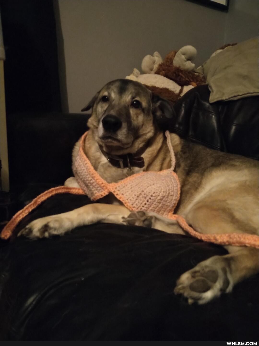 crafts, bikini, dog, crochet