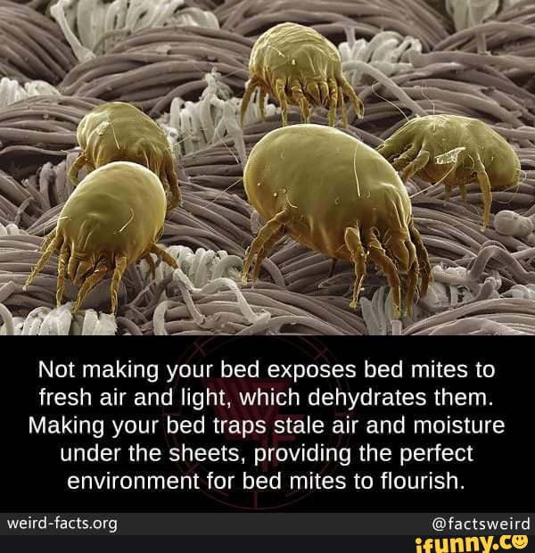 Not making your bed exposes bed mites to fresh air and light, which