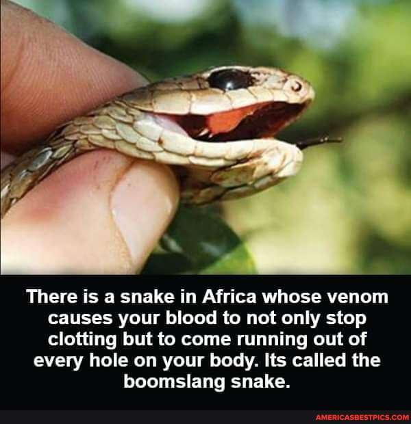 There is a snake in Africa whose venom causes your blood to not only ...