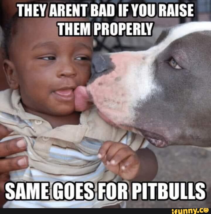 THEY ARENT BAD IF YOU RAISE THEM PROPERLY, SAME GOES FOR PITBULLS - iFunny