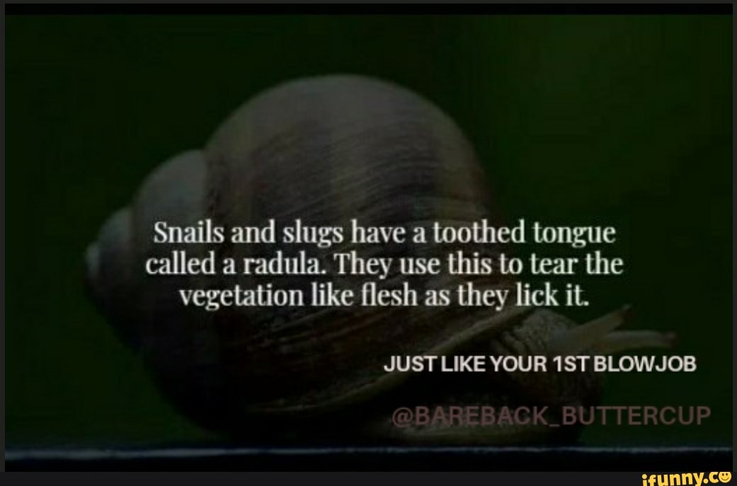 Snails and slugs have a toothed tongue called a radula. They use this