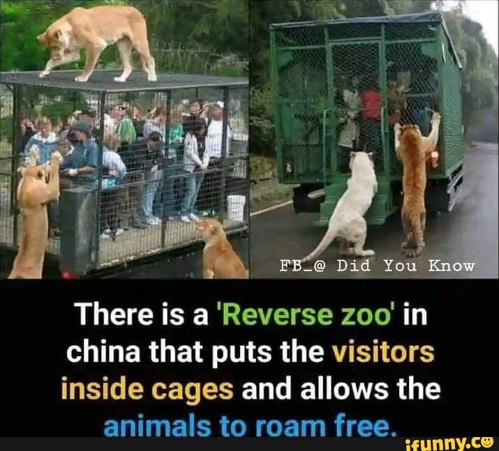 There is a 'Reverse zoo in china that puts the visitors inside cages