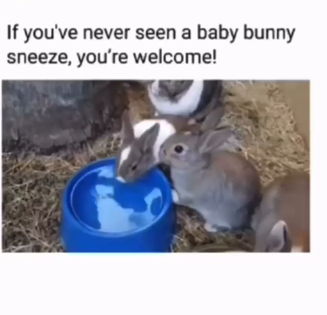 adorable baby bunny sneezing