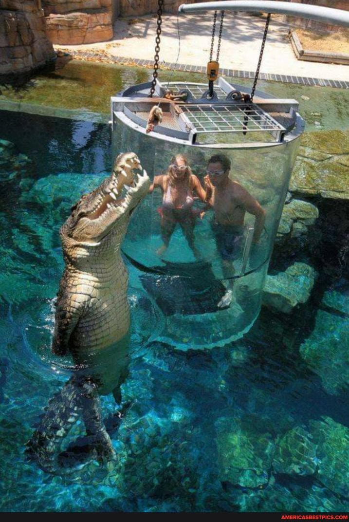 cage, death, tourist, attraction, offered, darwin, australia