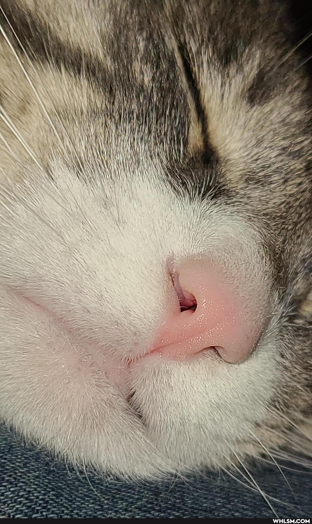 cat, funny, cats