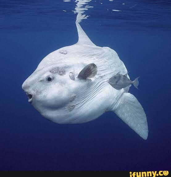 Ocean_sunfish memes. Best Collection of funny Ocean_sunfish pictures on ...