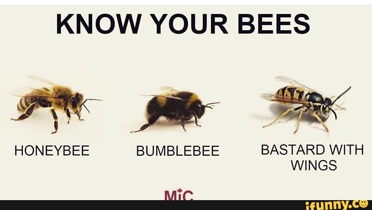 steak #bumblebee #meme #funny funny bumble bee steak meme edit