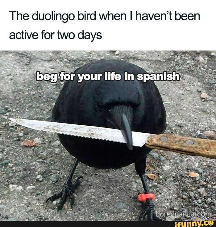 The duolingo bird when haven't been active for two days beg for your