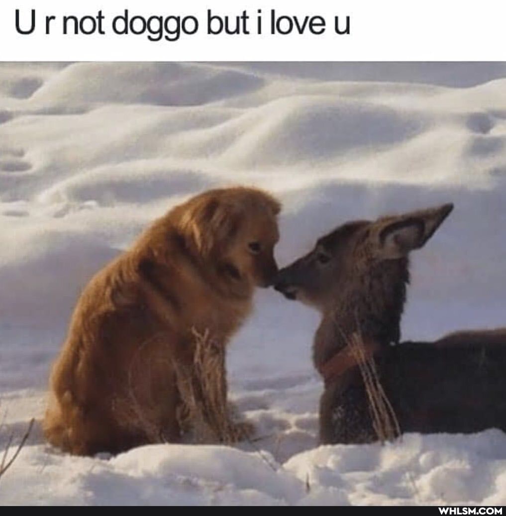 Ur not daggo love u