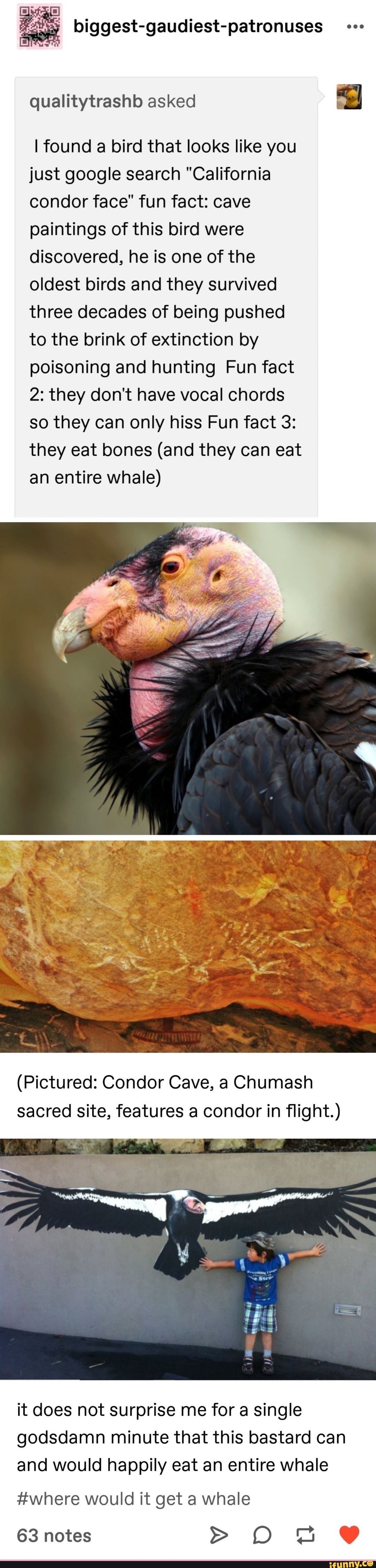 biggest-gaudiest-patronuses
qualitytrashb asked
I found a bird that looks like you just google search "California condor face" fun fact: cave paintings of this bird were discovered, he is one of the oldest birds and they survived three decades of being pushed to the brink of extinction by poisoning and hunting Fun fact
2: they don't have vocal chords so they can only hiss Fun fact 3: they eat bones (and they can eat an entire whale)
SS
(Pictured: Condor Cave, a Chumash sacred site, features a condor in flight.)
it does not surprise me for a single godsdamn minute that this bastard can and would happily eat an entire whale
#where would it get a whale
63 notes