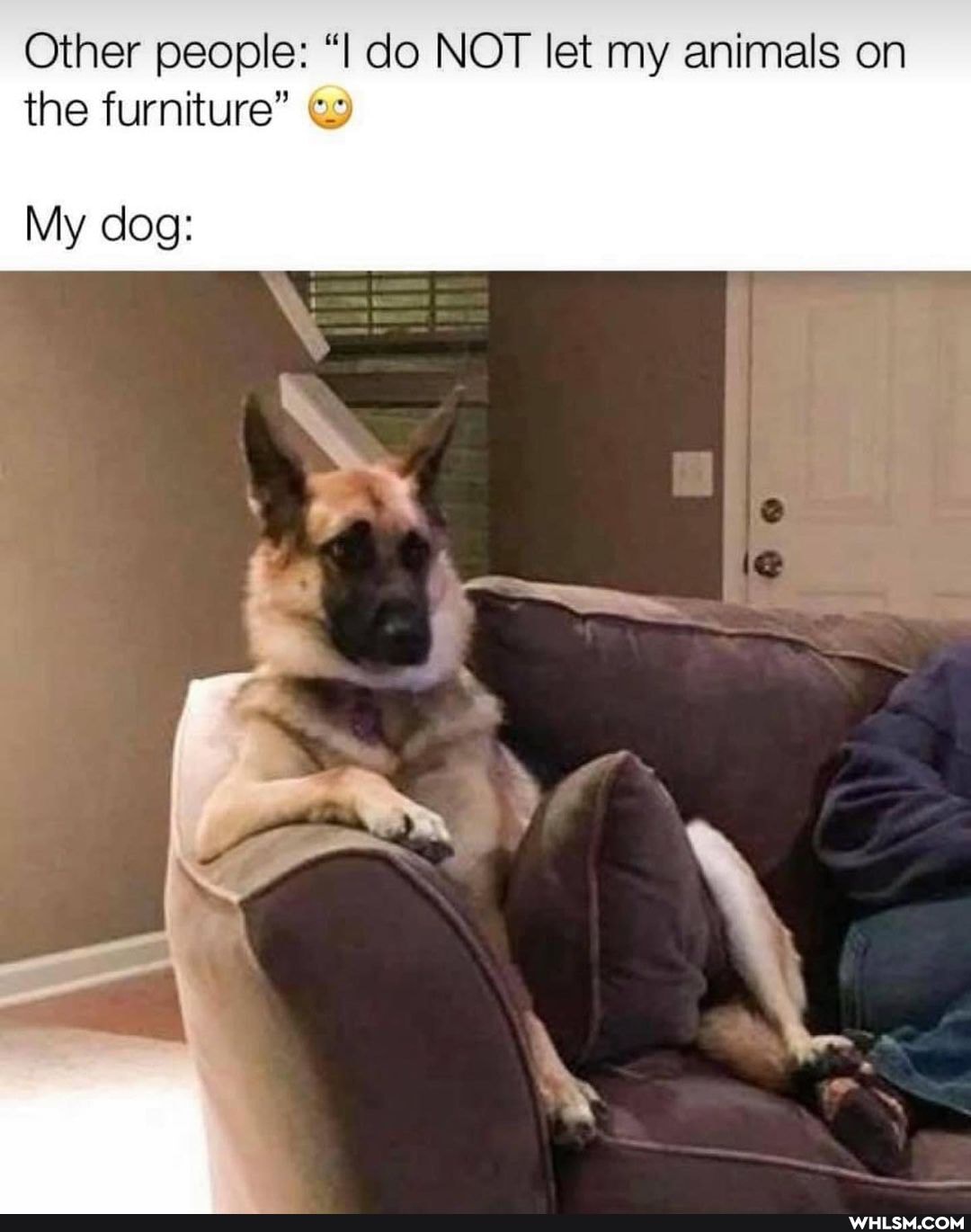 Other people: "Il do NOT let my animals on the furniture"
My dog: