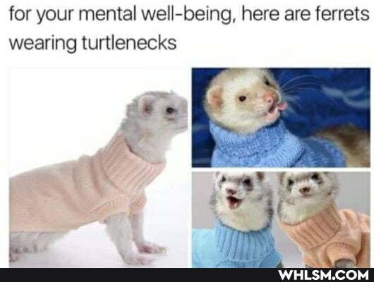 for your mental well-being, here are ferrets wearing turtlenecks