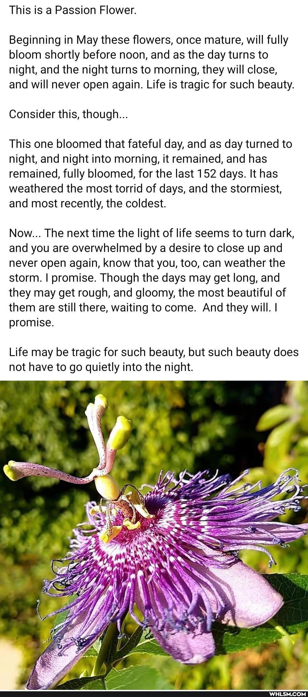 This is a Passion Flower.
Beginning in May these flowers, once mature, will fully bloom shortly before noon, and as the day turns to night, and the night turns to morning, they will close, and will never open again. Life is tragic for such beauty.
Consider this, though...
This one bloomed that fateful day, and as day turned to night, and night into morning, it remained, and has remained, fully bloomed, for the last 152 days. It has weathered the most torrid of days, and the stormiest, and most recently, the coldest.
Now... The next time the light of life seems to turn dark, and you are overwhelmed by a desire to close up and never open again, know that you, too, can weather the storm. I promise. Though the days may get long, and they may get rough, and gloomy, the most beautiful of them are still there, waiting to come. And they will. I promise.
Life may be tragic for such beauty, but such beauty does not have to go quietly into the night.
