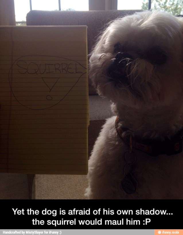 Yet the dog is afraid of his own shadow...
the squirrel would maul him :P - Yet the dog is afraid of his own shadow... the squirrel would maul him :P