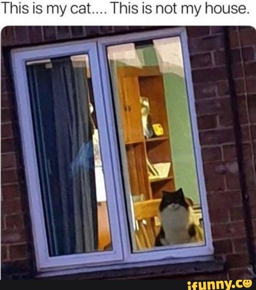 This is my cat.... This is not my house.