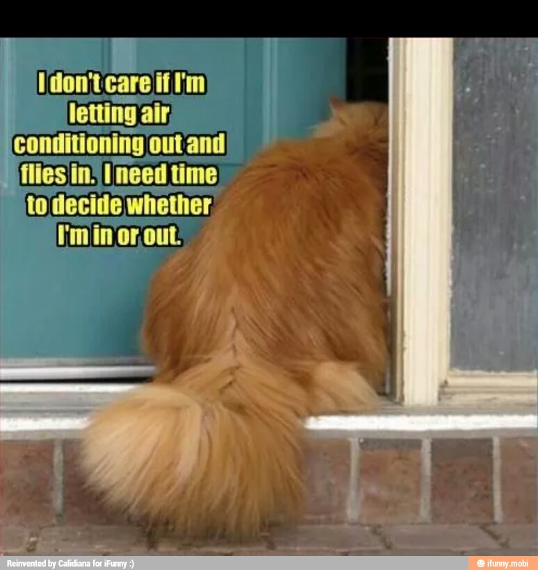 letting air,
conditioning out and
à
flies in' Ineed time
to decide whether
min or out: