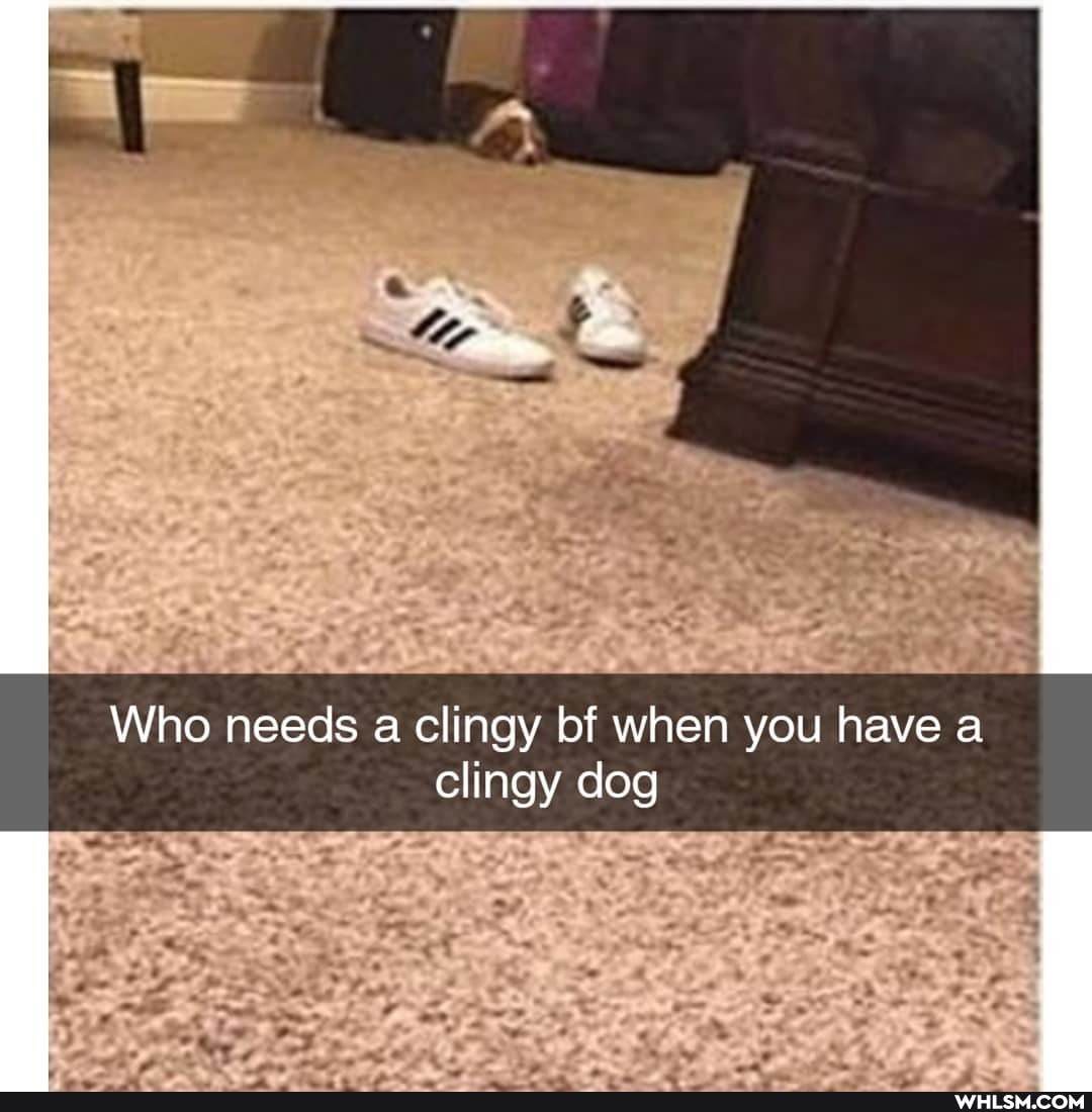 Who needs a clingy bf when you have a clingy dog