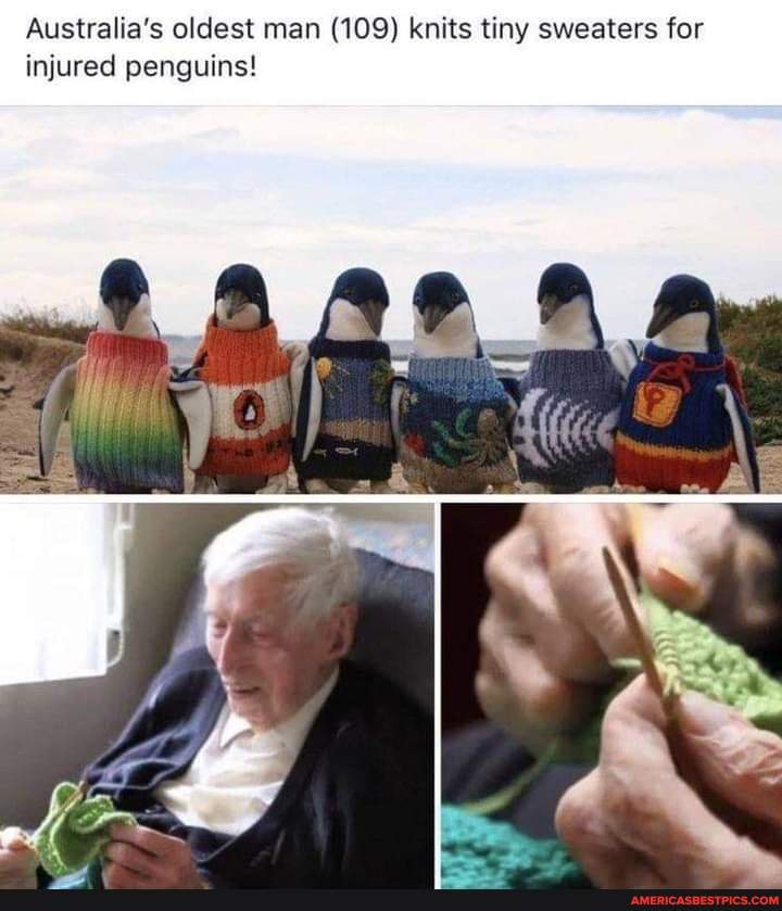 Australia's oldest man (109) knits tiny sweaters for injured penguins!