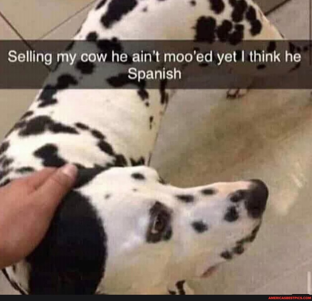 Selling my cow he ain't moo'ed yet I think he
Spanish