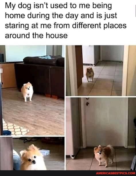 My dog isn't used to me being home during the day and is just staring at me from different places around the house