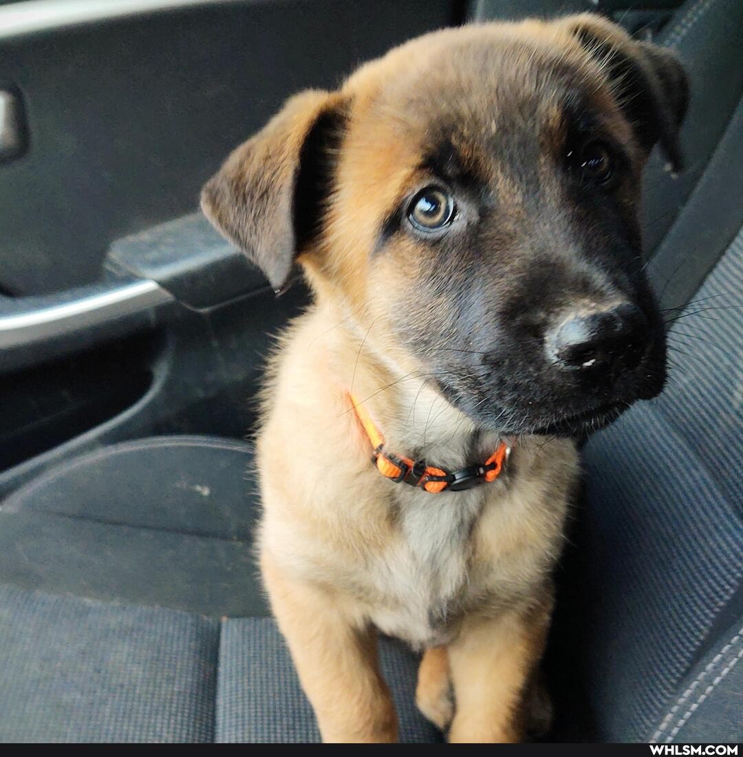 dogs, puppy, dog, baby_animals