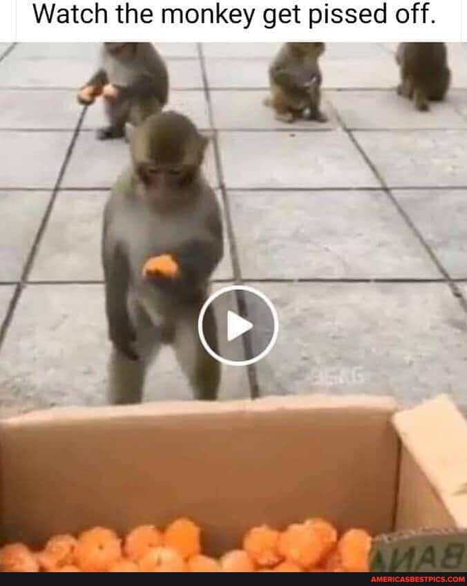 Watch the monkey get pissed off.