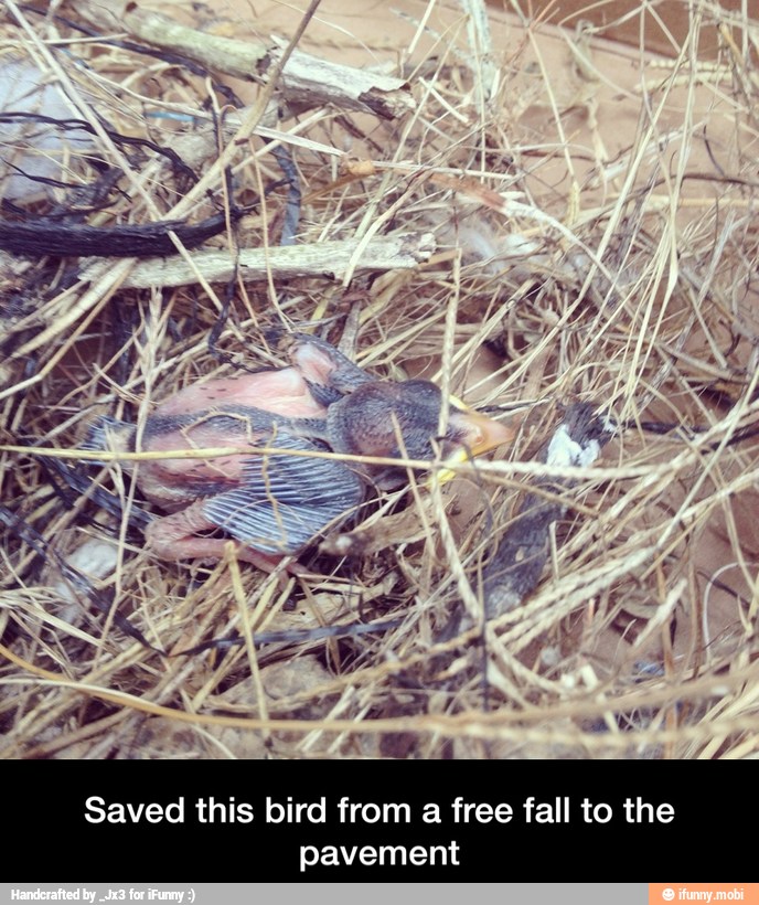 Saved this bird from a free fall to the
pavement - Saved this bird from a free fall to the pavement