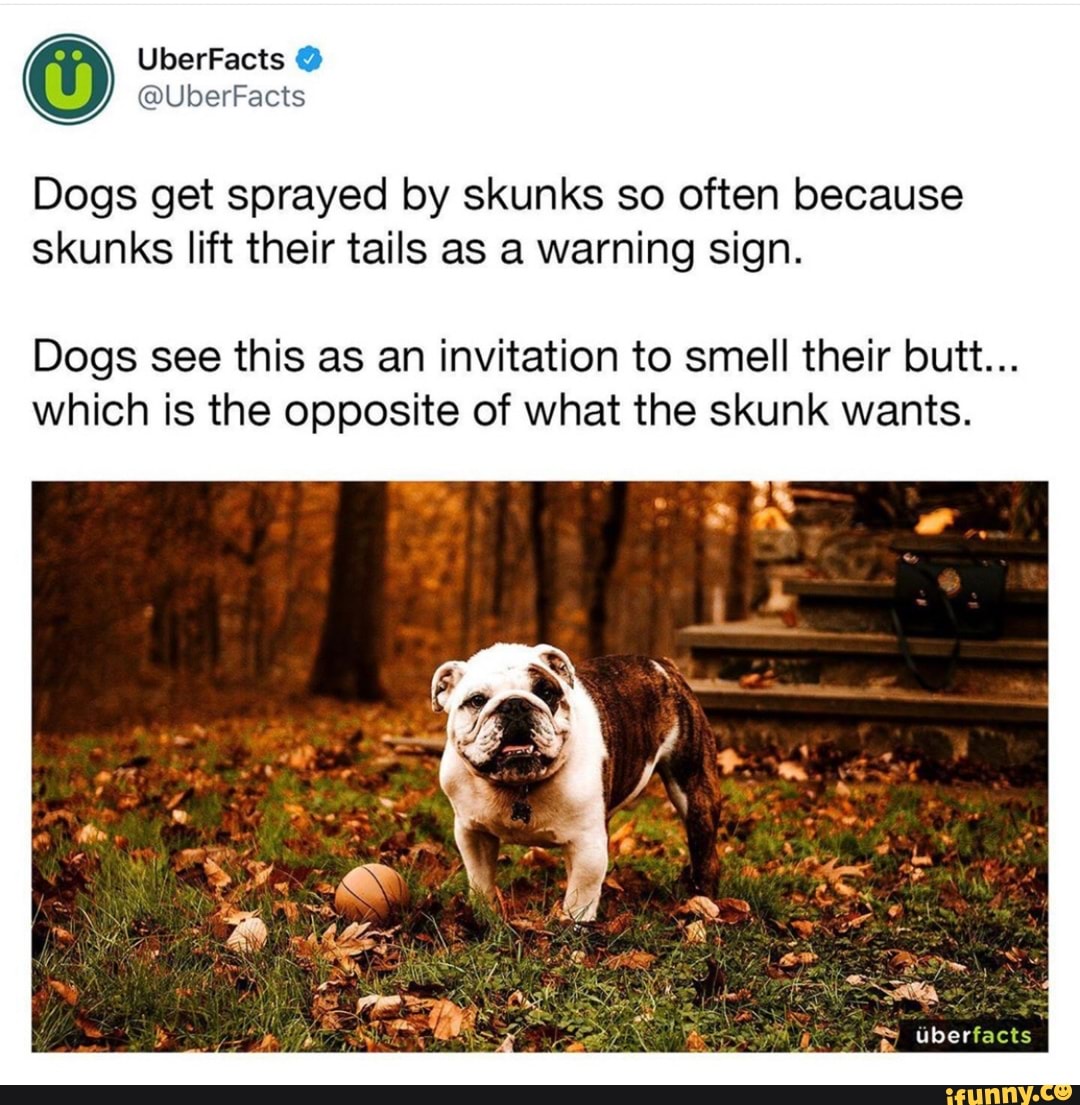 Dogs get sprayed by skunks so often because skunks lift their tails as