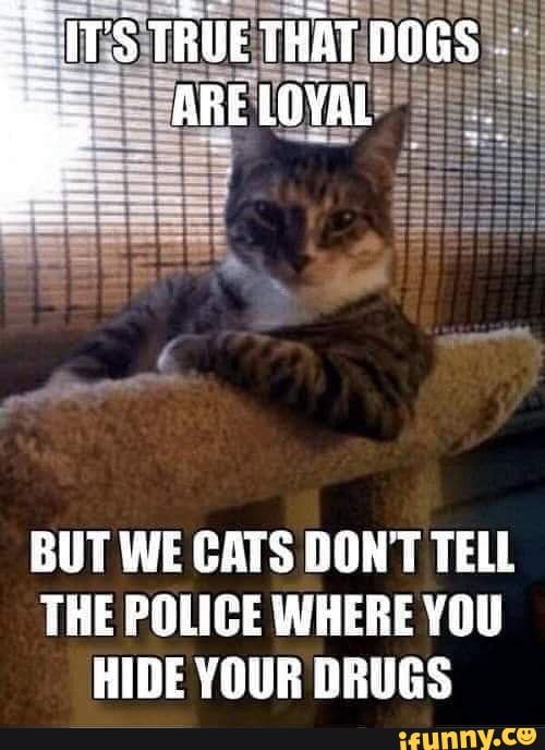 3.5 X 2.5 Cats Don't Tell Police Where Your Drugs 