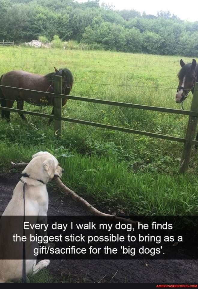Every day I walk my dog, he finds the biggest stick possible to bring as a for the 'big dogs'.
Lid