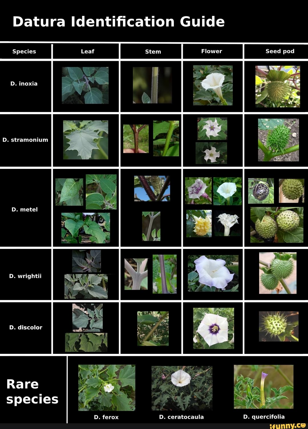 Datura Identification Guide Species Leaf Stem Flower Seed Pod D. Inoxia ...