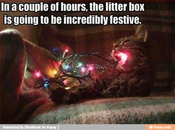 In a couple of hours, the litter box
is going to be incredibly festive.