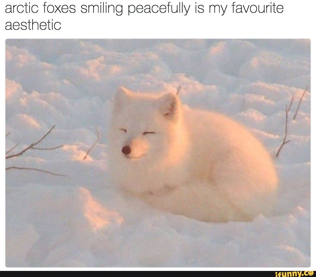 Arctic foxes smiling peacefully is my favourite aesthetic - iFunny