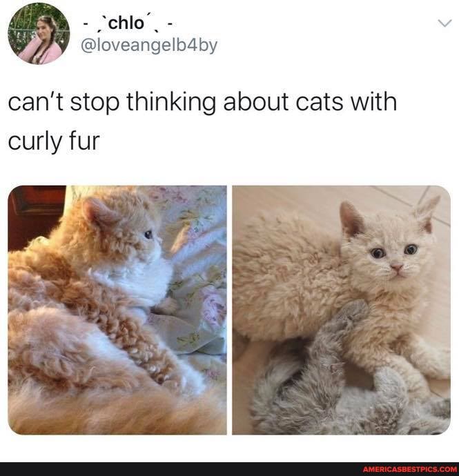 can't stop thinking about cats with curly fur