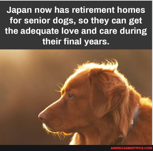 Japan now has retirement homes for senior dogs, so they can get the adequate love and care during their final years.