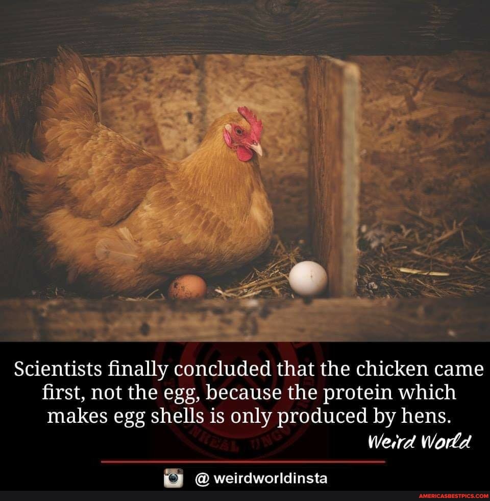 ~ zs @
Scientists finally concluded that the chicken came first, not the egg, because the protein which makes egg shells is only produced by hens.
Werrd World
@weirdworldinsta