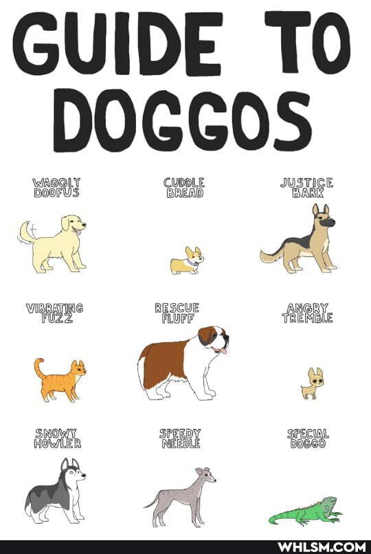 GUIDE TO DOGGOS
we
fa, Qa
SNOWY. SPEEDY
HOWLER