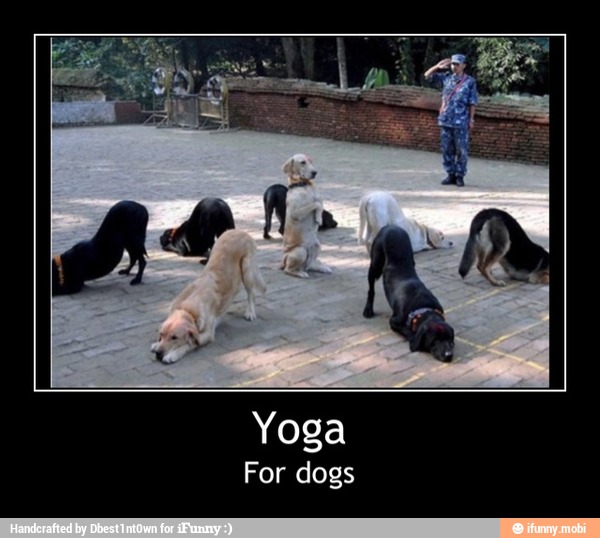 Yoga
For dogs
