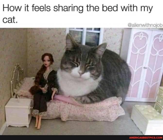 How it feels sharing the bed with my
Cat.