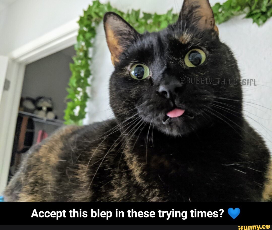 NAY
Accept this blep in these trying times? - Accept this blep in these trying times? π