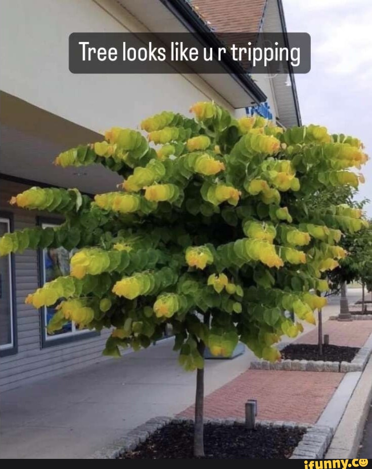 Did you know?. Michael Jackson was a huge Weird Al Yankovic fan. Not ...